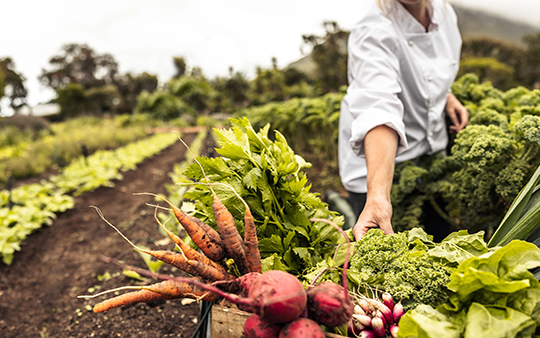 Horticulture, Spices and Medicinal Plants